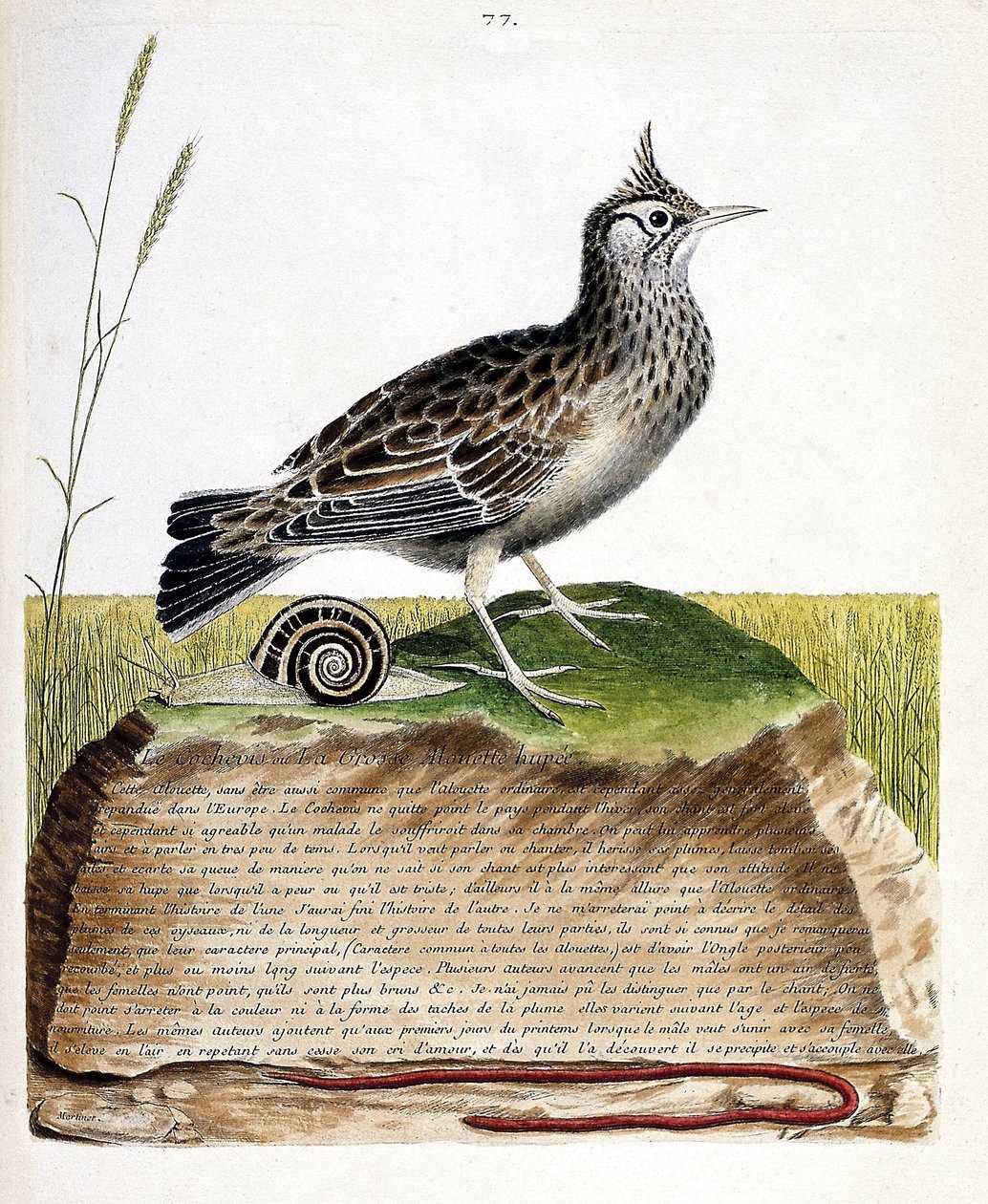 Zoologische Tafel (Ornithologie): Haubenlerche (Galerida cristata). Illustration in „Die Geschichte der Vögel, gemalt in ihren erscheinenden und empfindlichen Aspekten“ von Francois Nicolas Martinet (1731-1800). Private Sammlung. von Francois Nicolas Martinet