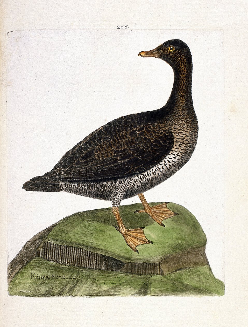 Zoologische Tafel (Ornithologie): Weibliche Eiderente (Eiderente oder Somateria mollissima). Illustration in „Die Geschichte der Vögel, gemalt in ihren erscheinenden und empfindlichen Aspekten“ von Francois Nicolas Martinet (1731-1800). von Francois Nicolas Martinet