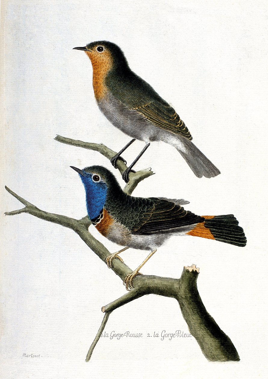 Zoologische Tafel (Ornithologie): Von oben nach unten: Rotkehlchen (Erithacus rubecula) und Blaukehlchen (Luscinia svecica) auf einem Ast. Illustration in „Die Geschichte der Vögel“. von Francois Nicolas Martinet