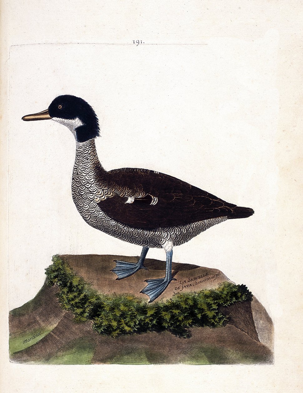 Zoologische Tafel (Ornithologie): Javaente (Graue Ente oder Anas gibberifrons). Illustration in „Die Geschichte der Vögel, gemalt in ihren erscheinenden und empfindlichen Aspekten“ von Francois Nicolas Martinet (1731-1800). von Francois Nicolas Martinet