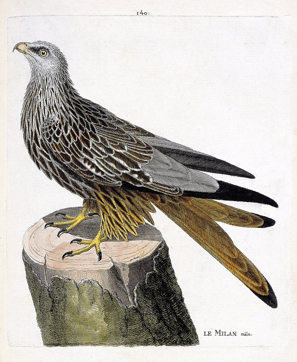 Zoologische Tafel (Ornithologie): Männlicher Milan (Königsmilan oder Milvus milvus). Illustration in „Die Geschichte der Vögel, gemalt in ihren erscheinenden und empfindlichen Aspekten“ von Francois Nicolas Martinet (1731-1800). Private Sammlung von Francois Nicolas Martinet