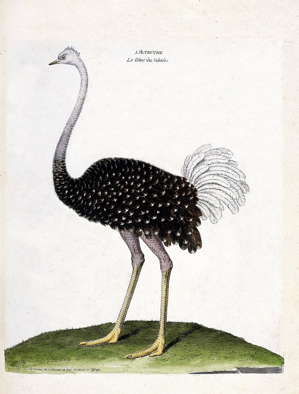 Zoologische Tafel (Ornithologie): Strauß (Struthio camelus). Illustration in „Die Geschichte der Vögel, gemalt in ihren erscheinenden und empfindlichen Aspekten“ von Francois Nicolas Martinet (1731-1800). von Francois Nicolas Martinet