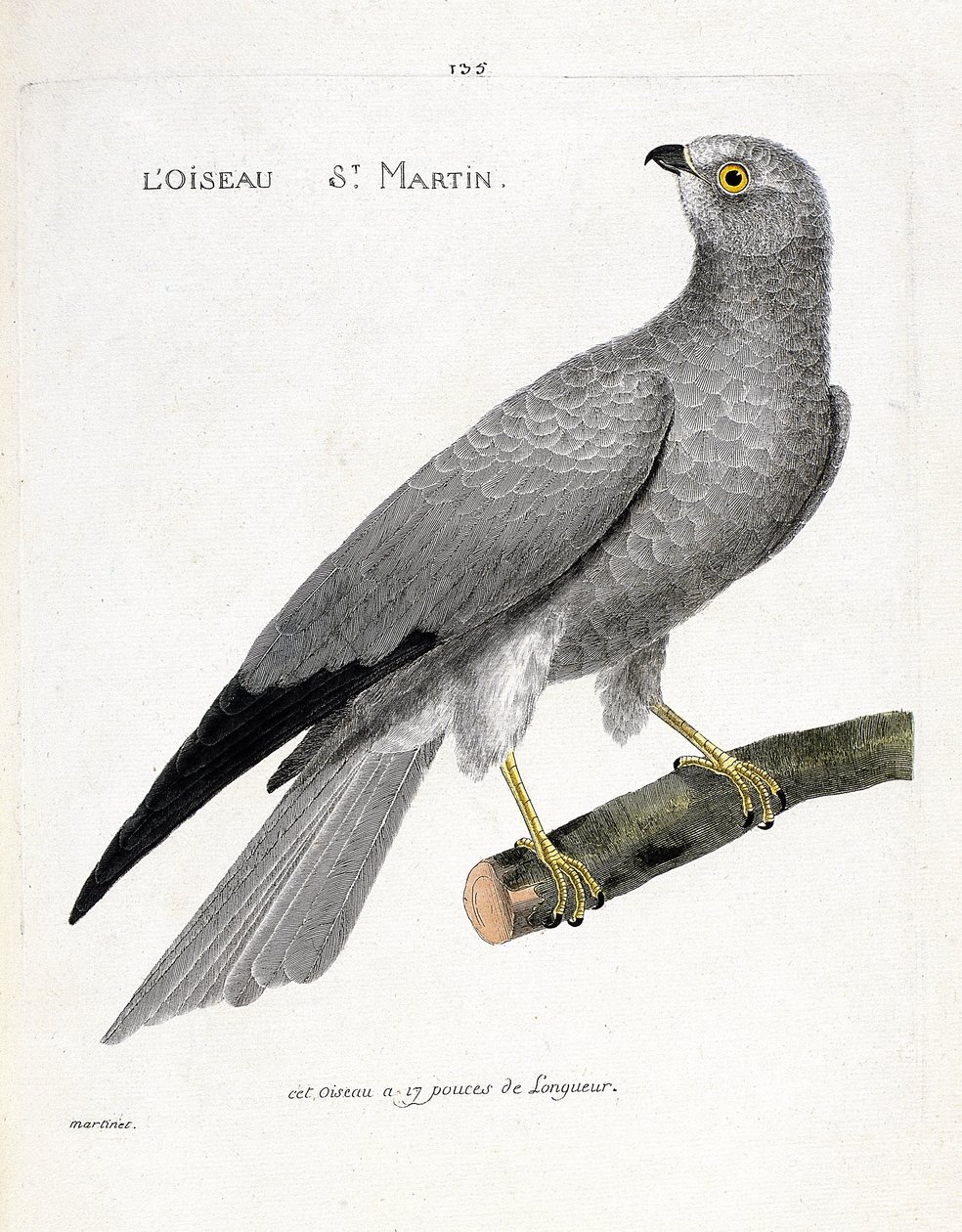 Zoologische Tafel (Ornithologie): der Vogel Sankt Martin (Weißer Weihen oder Circus cyaneus) auf einem Ast. Illustration in „Die Geschichte der Vögel, gemalt in ihren erscheinenden und empfindlichen Aspekten“ von Francois Nicolas Martinet (1731-1800). Priv von Francois Nicolas Martinet