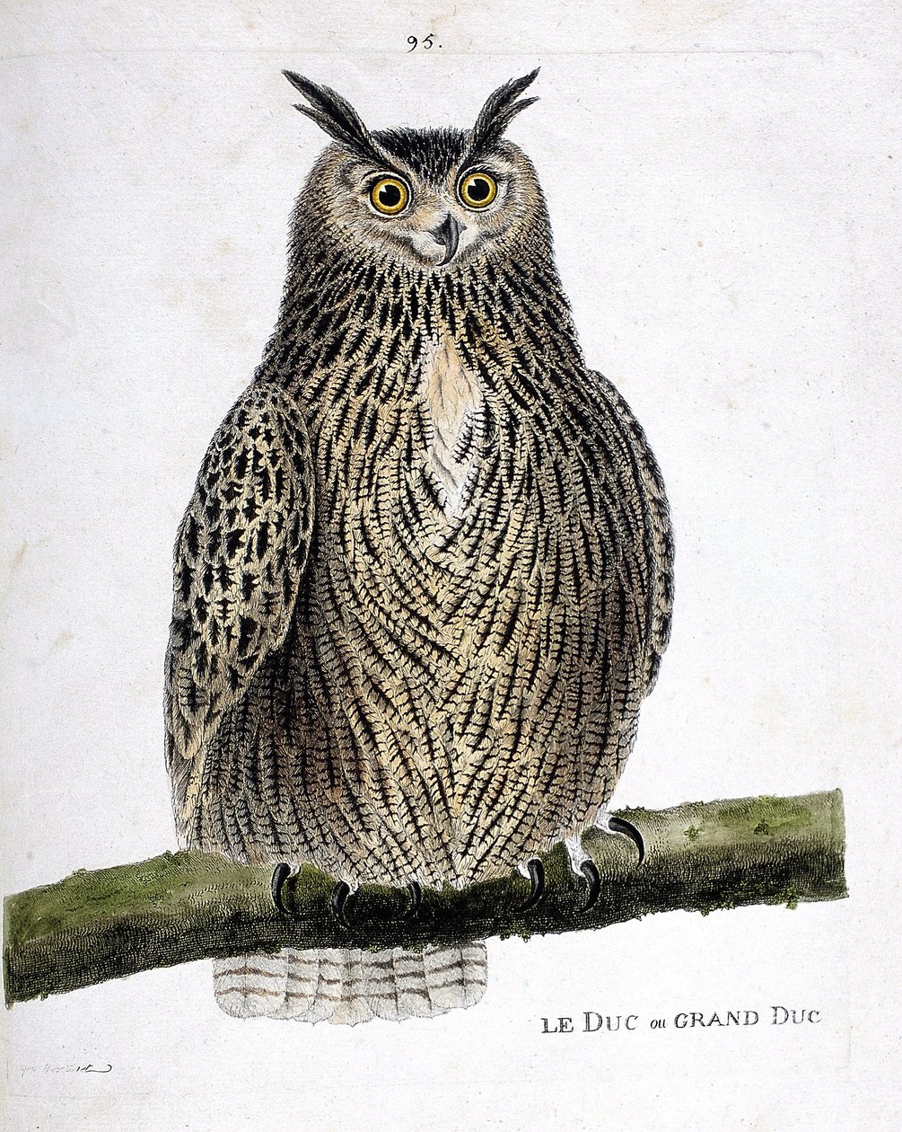 Zoologische Tafel (Ornithologie): Der Uhu (Bubo bubo) auf einem Ast. Illustration in „Die Geschichte der Vögel, gemalt in ihren erscheinenden und empfindlichen Aspekten“ von Francois Nicolas Martinet (1731-1800). Private Sammlung. von Francois Nicolas Martinet