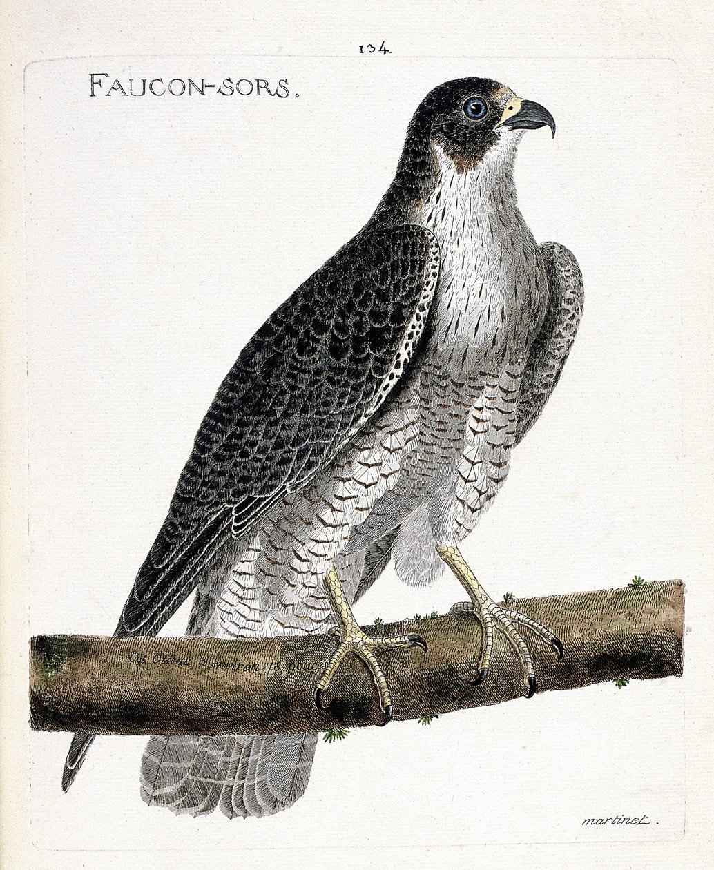 Zoologische Tafel (Ornithologie): Der Wanderfalke (Falco peregrinus) auf einem Ast. Illustration in „Die Geschichte der Vögel, gemalt in ihren erscheinenden und empfindlichen Aspekten“ von Francois Nicolas Martinet (1731-1800). Private Sammlung. von Francois Nicolas Martinet
