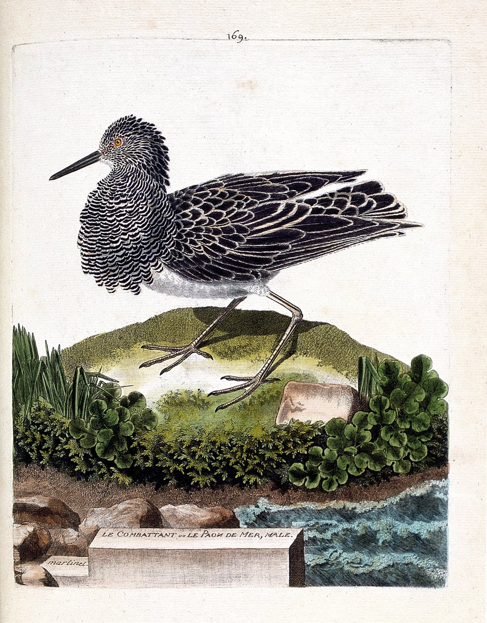 Zoologische Tafel (Ornithologie): Der Kampfläufer oder der männliche Seehahn (Philomachus pugnax). Illustration in „Die Geschichte der Vögel, gemalt in ihren erscheinenden und empfindlichen Aspekten“ von Francois Nicolas Martinet (1731-1800). Private Samml von Francois Nicolas Martinet