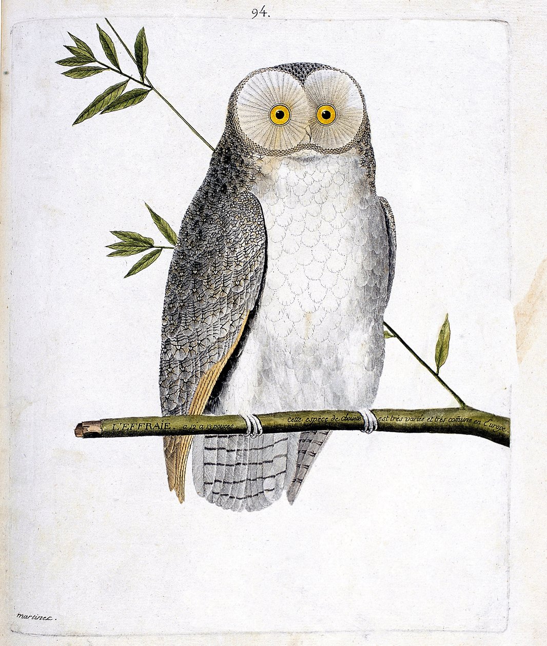 Zoologische Tafel (Ornithologie): Die Eule (Schleiereule oder Tyto alba) auf einem Ast. Illustration in „Die Geschichte der Vögel, gemalt in ihren erscheinenden und empfindlichen Aspekten“ von Francois Nicolas Martinet (1731-1800). Private Sammlung. von Francois Nicolas Martinet
