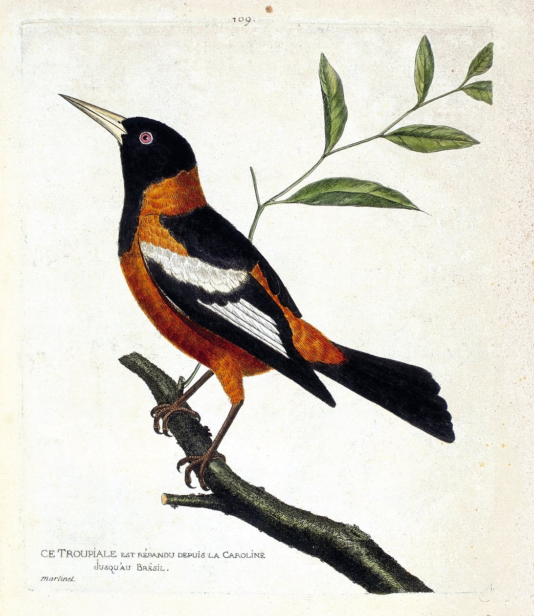 Zoologische Tafel (Ornithologie): Der Troupial (Troupial-Pirol oder Icterus icterus) auf einem Ast. Illustration in „Die Geschichte der Vögel, gemalt in ihren erscheinenden und empfindlichen Aspekten“ von Francois Nicolas Martinet (1731-1800). von Francois Nicolas Martinet