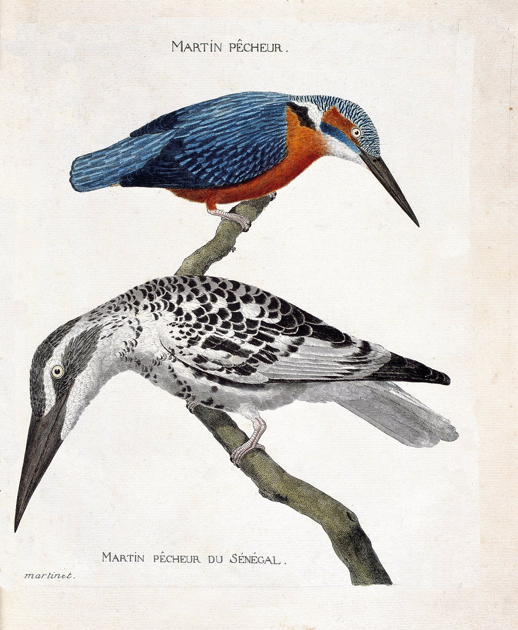 Zoologische Tafel (Ornithologie): Martin pecheur (Alcedo atthis) und Martin pecheur du Senegal (Ceryle rudis). Illustration in „Die Geschichte der Vögel“. von Francois Nicolas Martinet