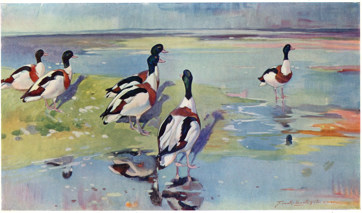 Brandgänse auf den Flats, Illustration aus 