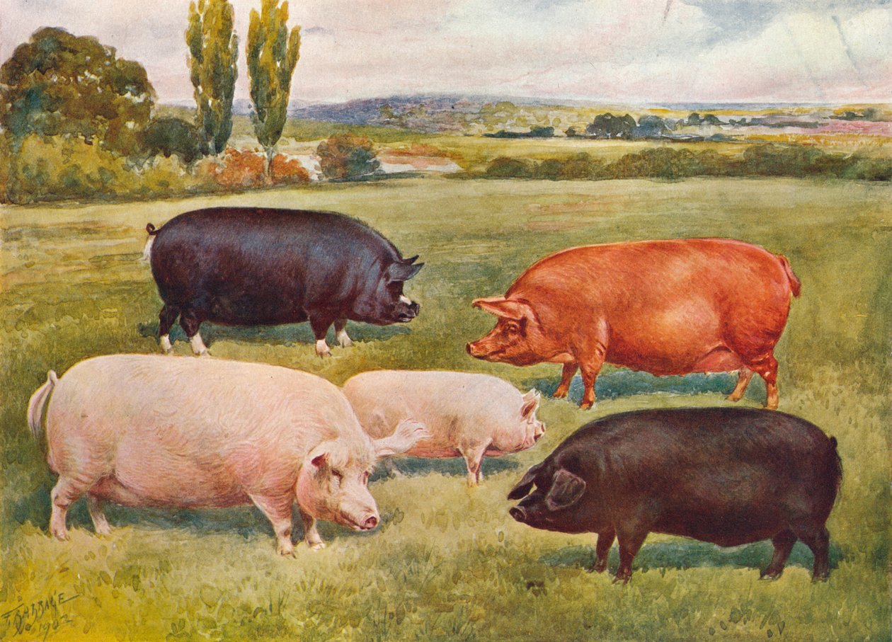 Schweinerassen, ca. 1902-1910 von Frank Babbage