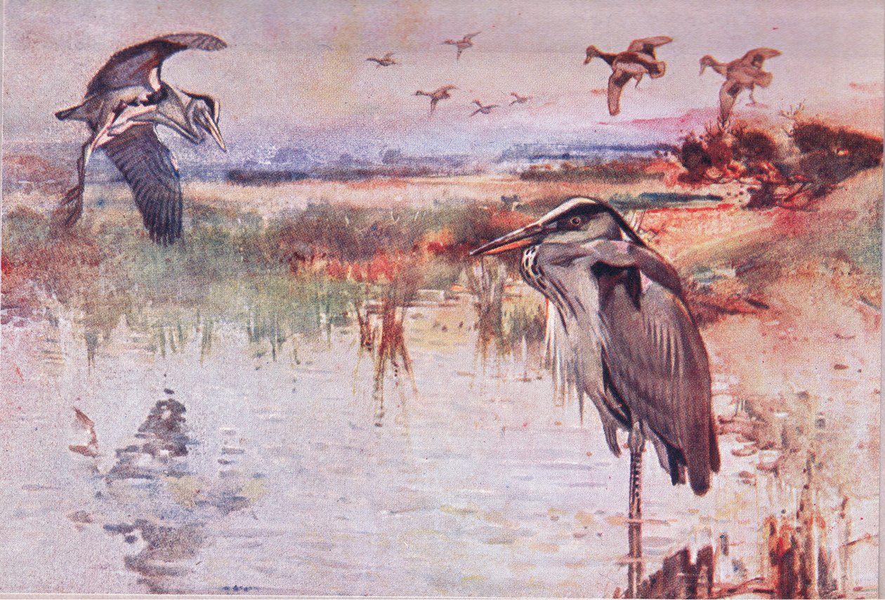 Der Reiher, Illustration aus Wild Nature & Country Life, veröffentlicht von Hodder & Stoughton, ca. 1910 von Frank Southgate