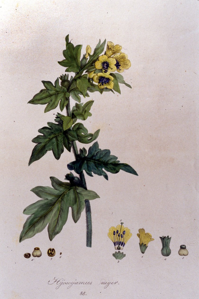 Aus „Flora Monacensis“ von F. De Paola De Schrank. München 1816. von Franz Schrank