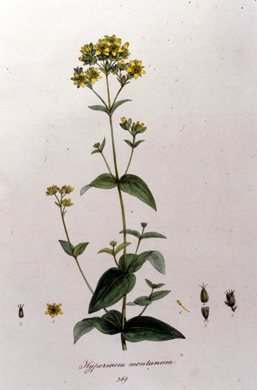 Das Berg-Johanniskraut aus F. De Paola De Schranks „Flora Monacensis“. München 1816. von Franz Schrank