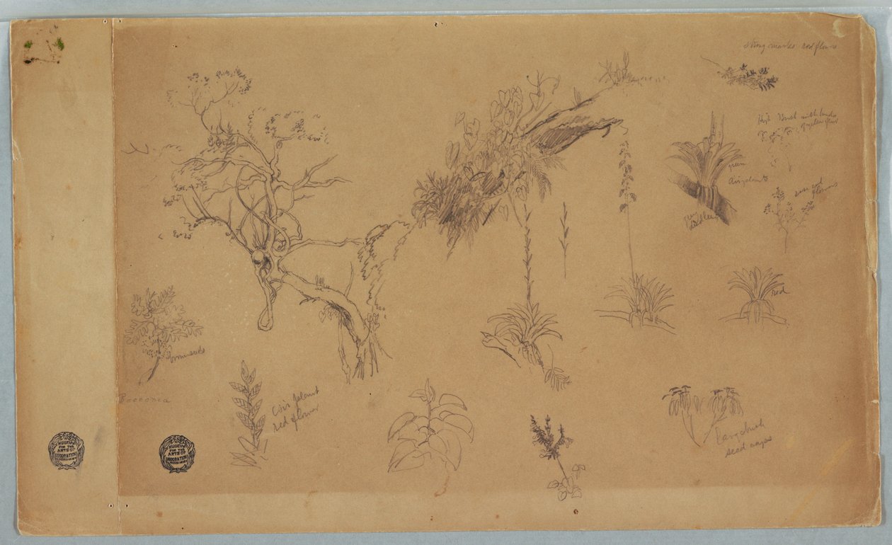 Zeichnung, Eine Gruppe von dreizehn botanischen Studien aus Kolumbien oder Ecuador, 1853 von Frederic Edwin Church