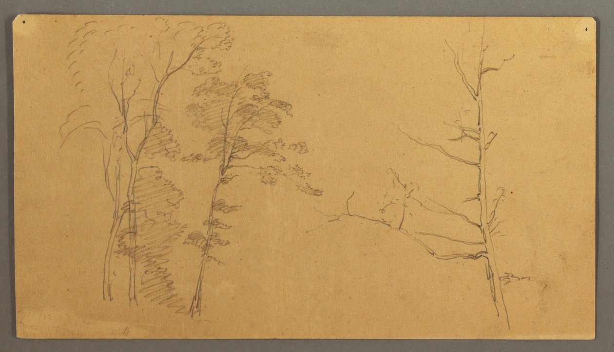 Zeichnung, Eine Gruppe von Bäumen mit dem oberen Teil eines toten Baumes, 1866 von Frederic Edwin Church