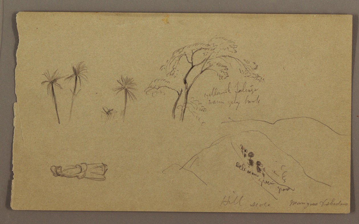 Botanische Skizzen, Figur, Mai–August 1865 von Frederic Edwin Church