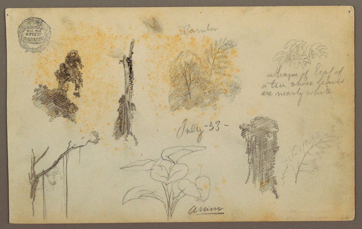 Botanische Skizzen aus Kolumbien: Bambusbäume, Stämme und Details, Juli 1853 von Frederic Edwin Church