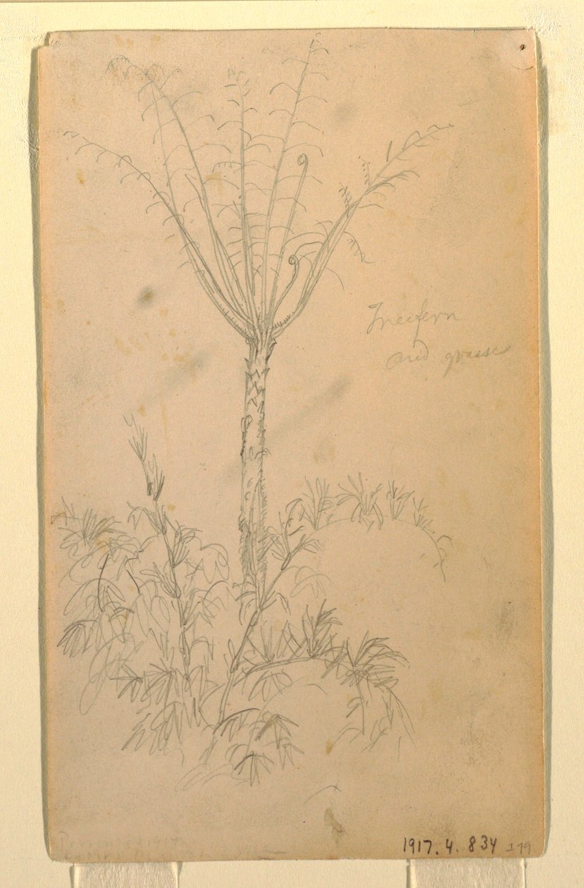 Zeichnung, Botanische Studien eines Baumes, Mai–Juni 1857 von Frederic Edwin Church