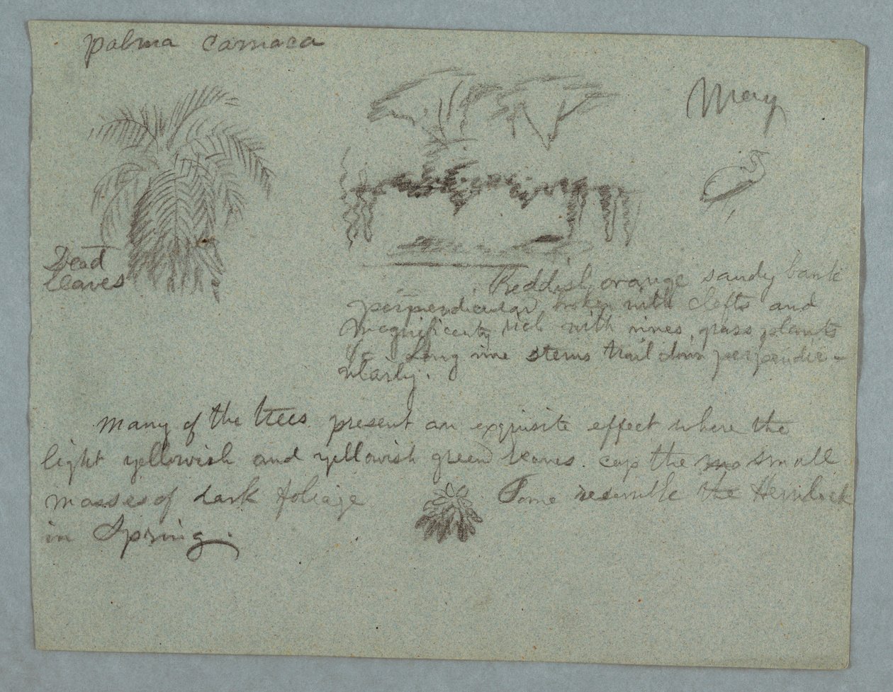 Camaca-Palme, eine Gruppe von Bäumen und Reben am Flussufer, Vogel und ein Bündel Blätter, Rio Magdalena, Kolumbien, Mai 1853 von Frederic Edwin Church