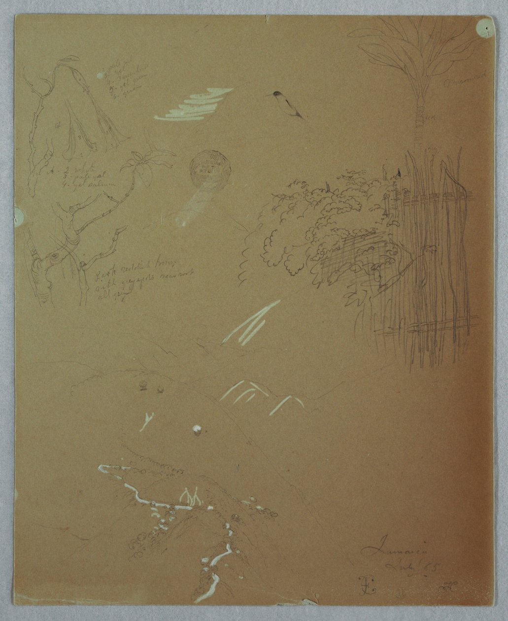 Zeichnung, Naturstudien, Blue Mountains, Jamaika, Juli 1865 von Frederic Edwin Church