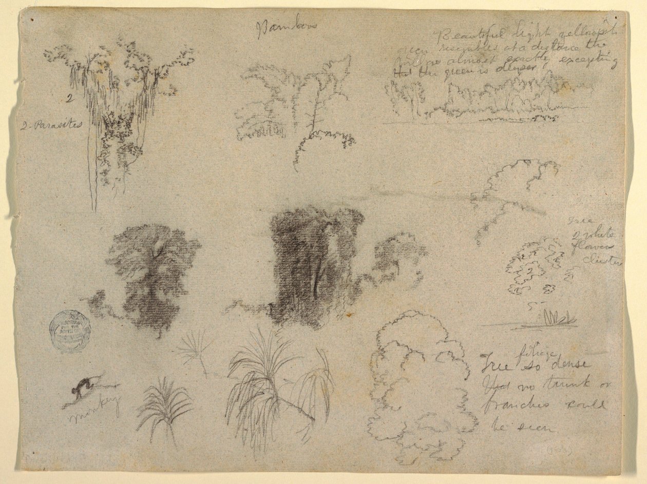 Zeichnung, Naturstudien, wahrscheinlich aus Kolumbien: Affe, Parasiten und Bäume, 1853 von Frederic Edwin Church