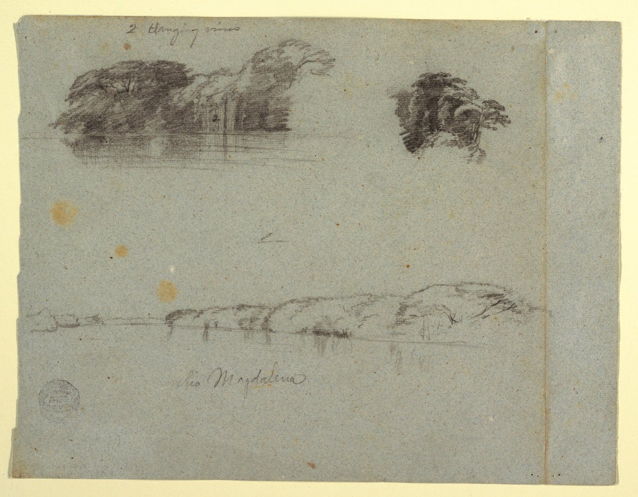 Skizzen von Bäumen, Reben und einem Ufer des Rio Magdalena, Kolumbien, 1853, wahrscheinlich Mai von Frederic Edwin Church