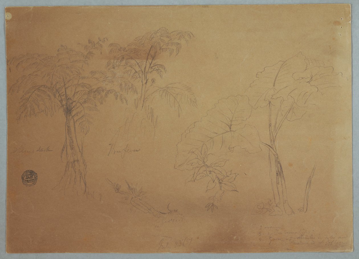 Studie von zwei Bäumen und drei Pflanzen, in der Nähe von Jorje, Ecuador, 23. Juli 1857 von Frederic Edwin Church