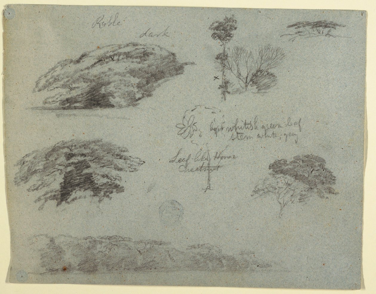 Bäume, Baumwipfel und ein bewaldetes Ufer, Saddleback, Maine, 1853 von Frederic Edwin Church