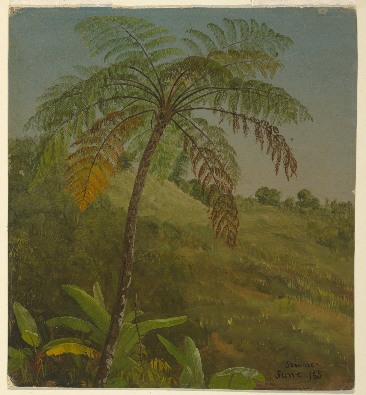 Palme, Jamaika von Frederic Edwin Church