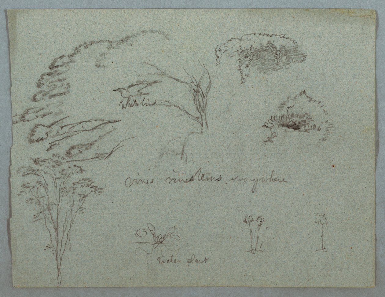 Studien vom Rio Magdalena, Kolumbien: Baumwipfel, fliegender weißer Vogel, Ranken und drei blühende Pflanzen von Frederic Edwin Church