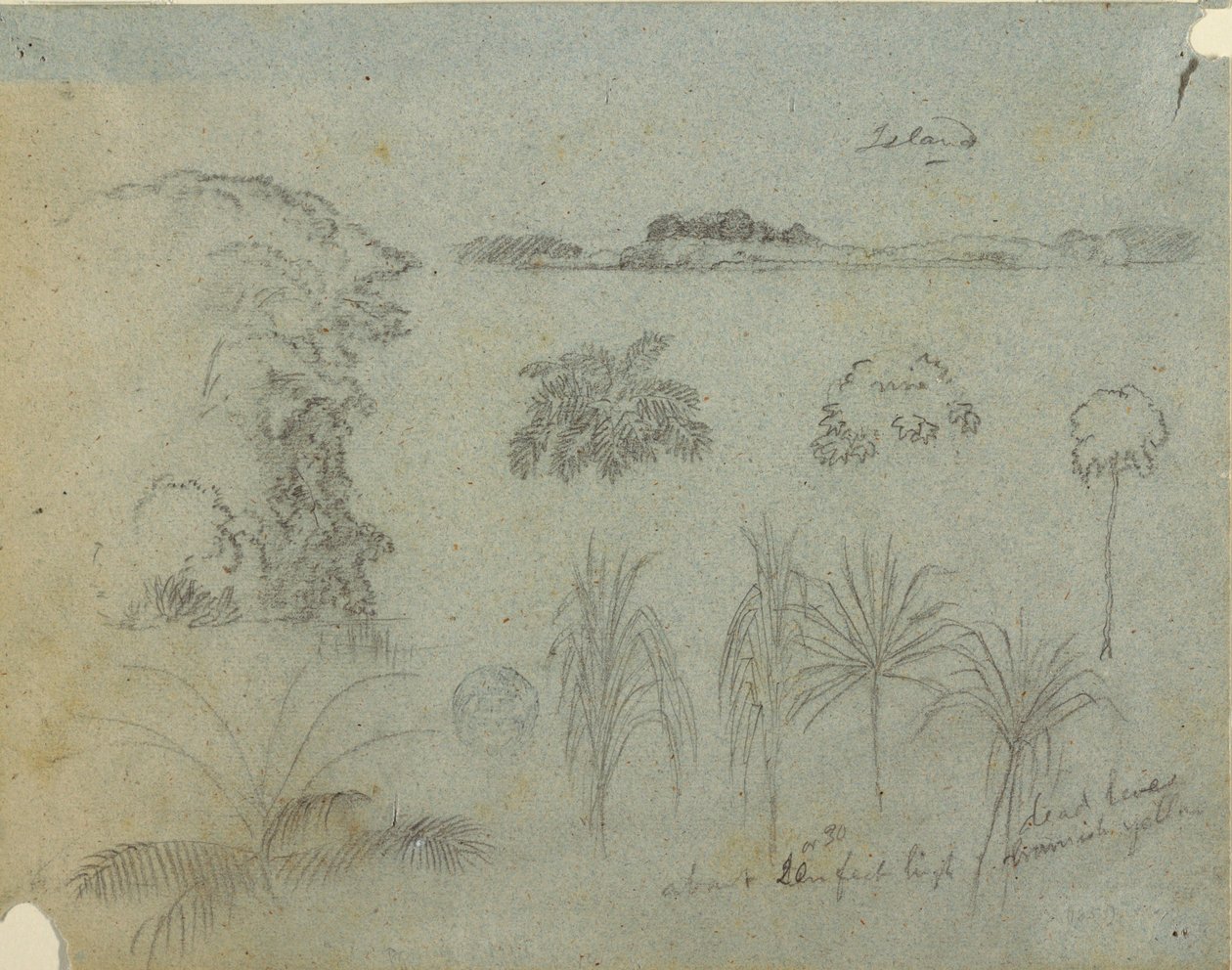 Studie mit Baumwipfeln, Bäumen, fünf Pflanzenentwürfen und einer fernen Insel von Frederic Edwin Church