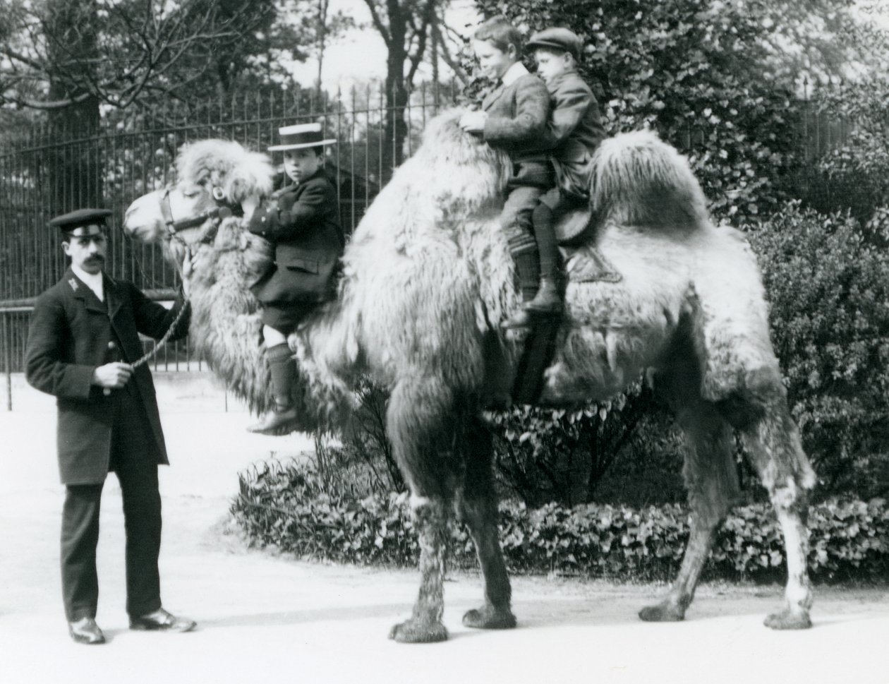 Ein baktrisches Kamelreiten im Londoner Zoo, ca. 1913 von Frederick William Bond