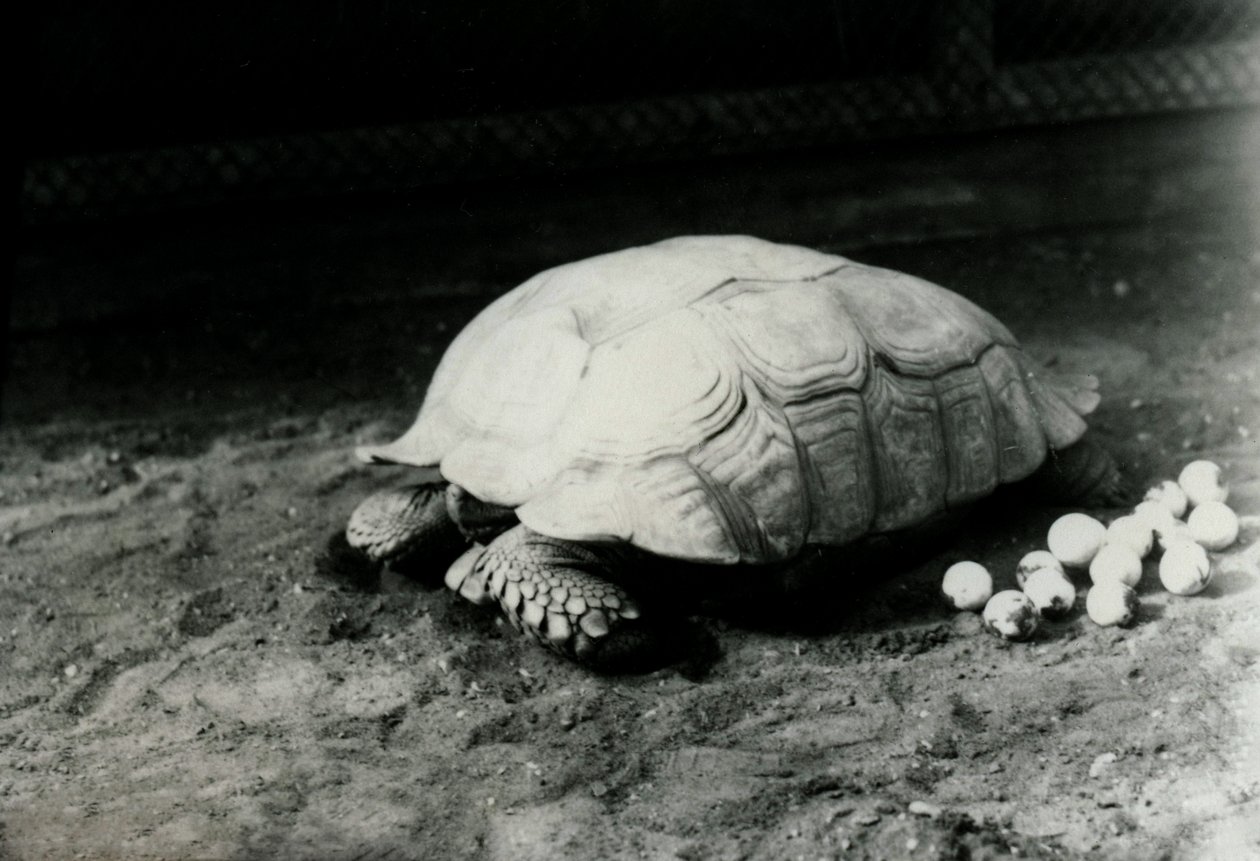 Eine gerillte oder afrikanische Spornschildkröte mit ihren Eiern im Londoner Zoo, Juli 1922 von Frederick William Bond