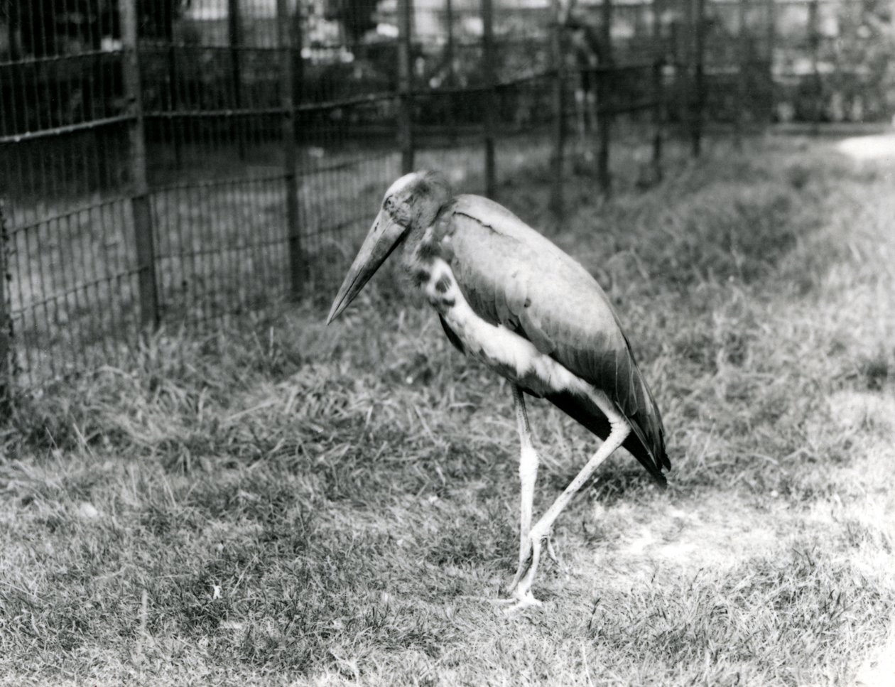 Ein Javanischer Adjutant, stehend im London Zoo, September 1923 von Frederick William Bond