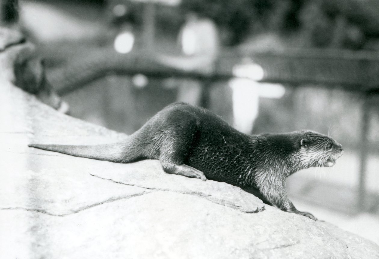 Ein Kurzkrallenotter im Londoner Zoo, August 1913 von Frederick William Bond