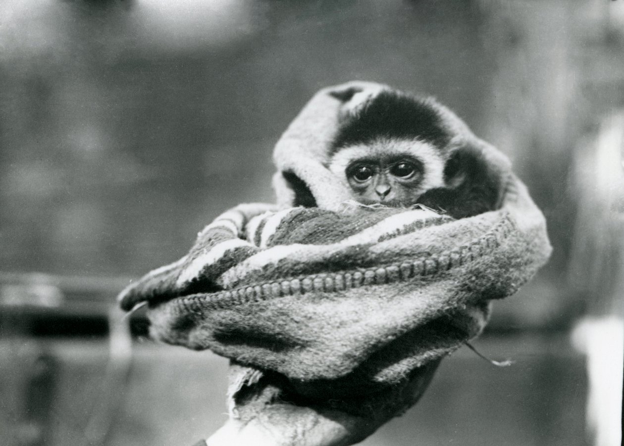 Ein Baby-Gibbon in eine Decke gewickelt und in einer Hand gehalten im Londoner Zoo, Juni 1922 von Frederick William Bond