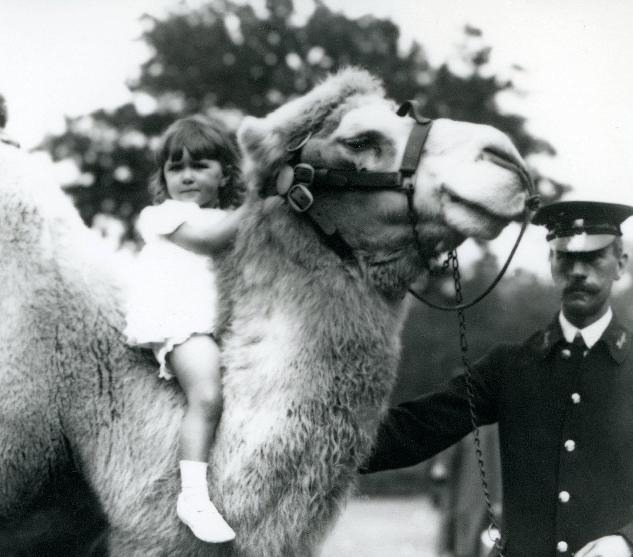 Ein Wärter mit einem baktrischen Kamel, das einem kleinen Mädchen eine Fahrt auf seinem Hals gibt, Londoner Zoo, September 1922 von Frederick William Bond