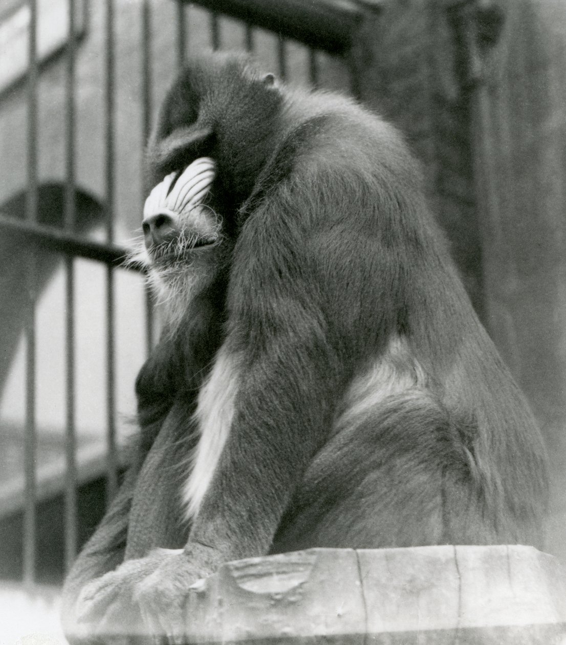 Ein männlicher Mandrill George, der auf einem Baumstamm in seinem Gehege sitzt, London Zoo, August 1923 von Frederick William Bond