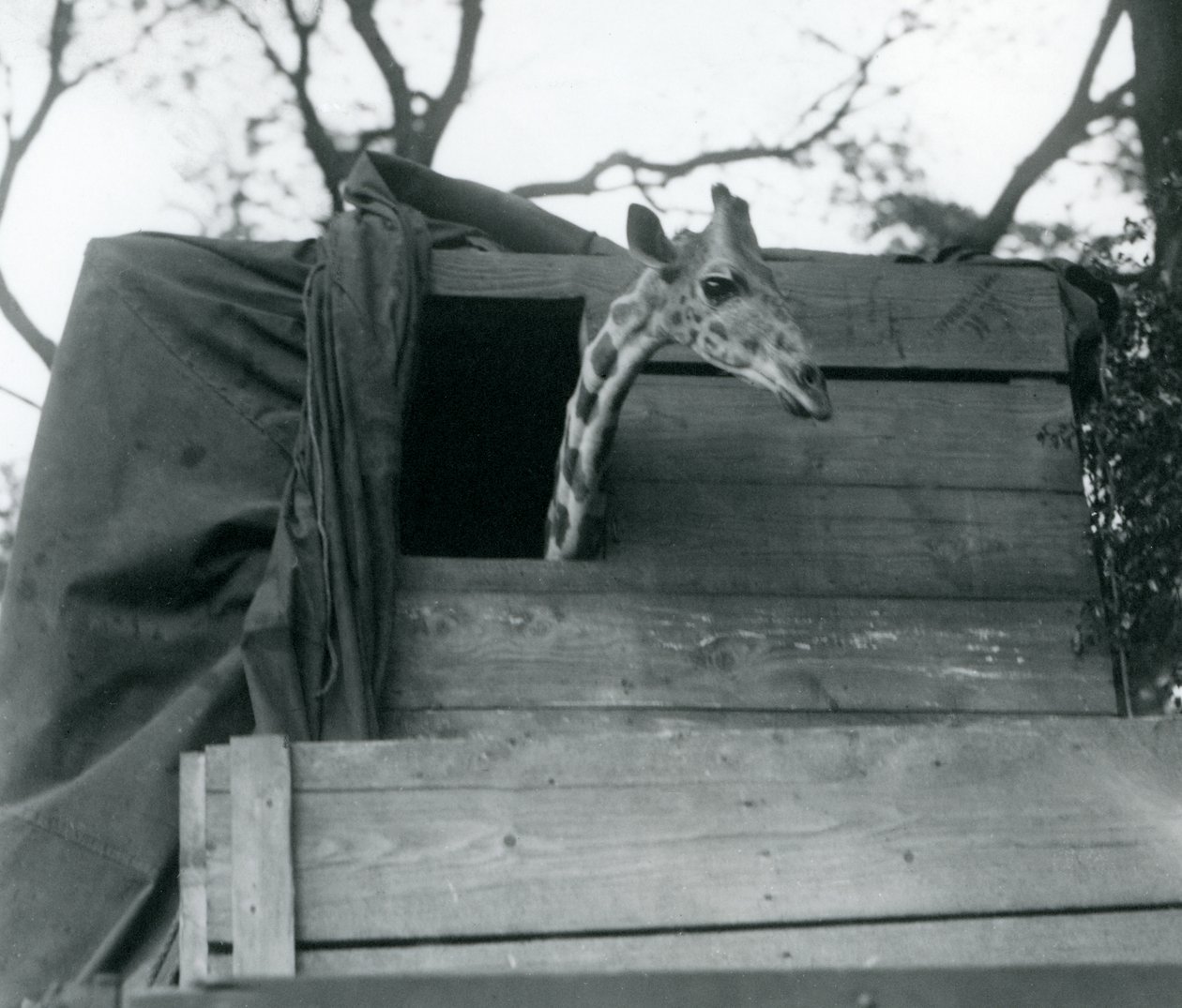 Eine junge Giraffe kommt im London Zoo an, Mai 1923 von Frederick William Bond