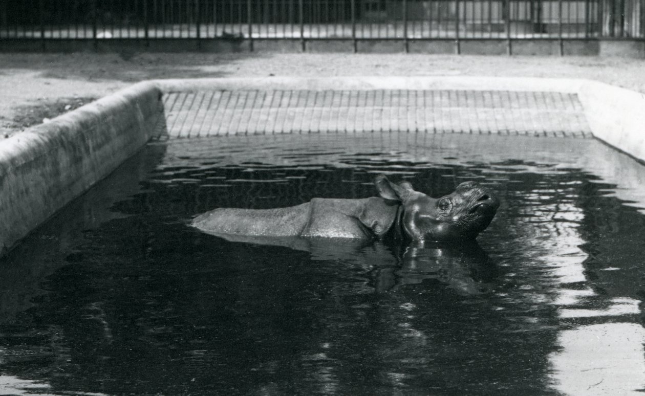 Ein indisches Nashorn in seinem Pool im Londoner Zoo, Juli 1914 von Frederick William Bond