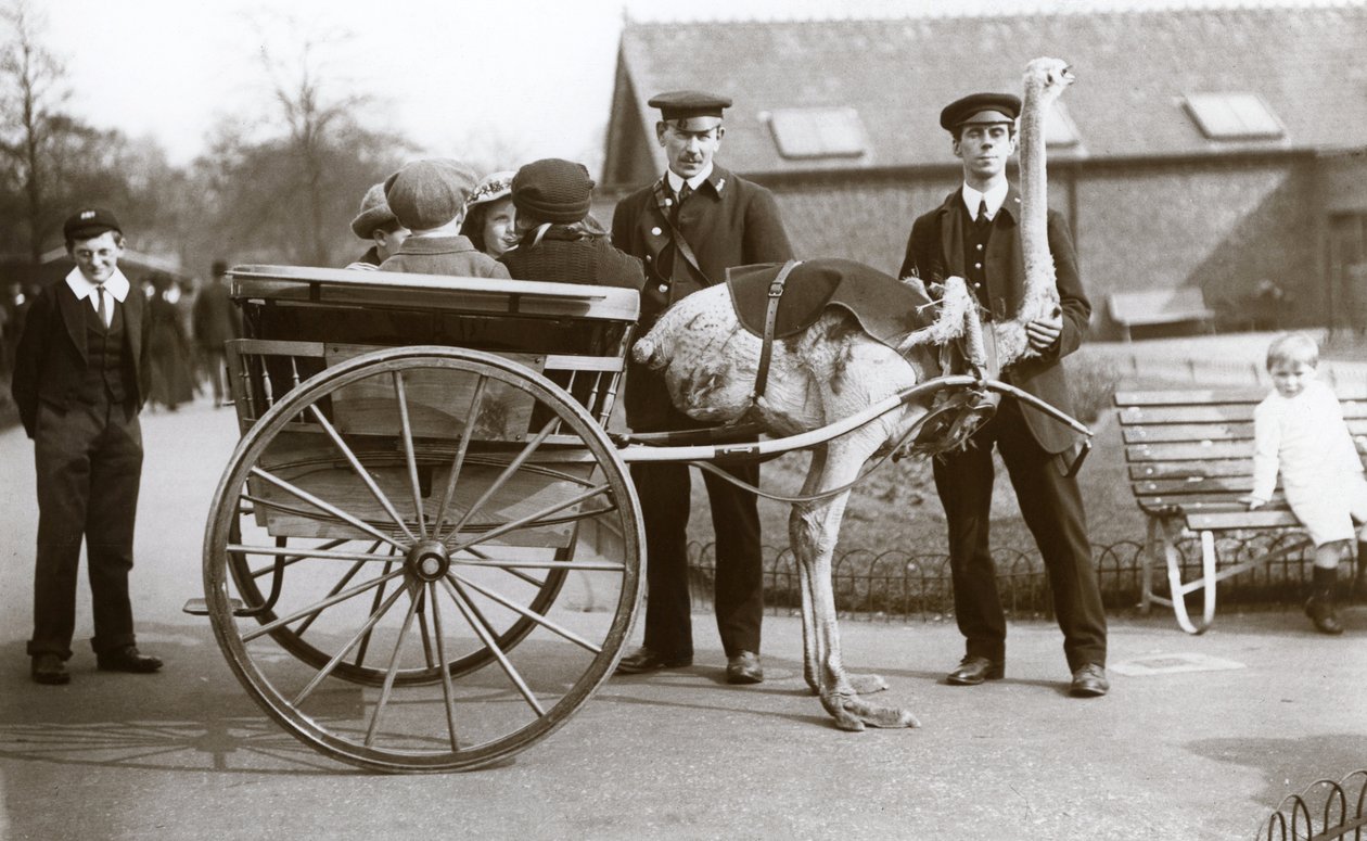 Eine Straußenkutschfahrt mit Kindern und Wärtern George Blore und William Dexter im Londoner Zoo, ca. 1913 von Frederick William Bond