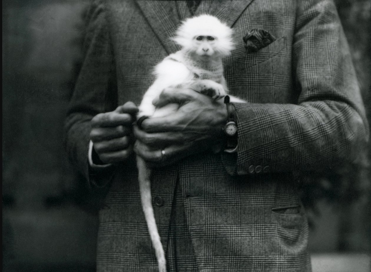 Ein Albino-Altweltaffe, Gattung Ceropithecus, gehalten im Londoner Zoo ...