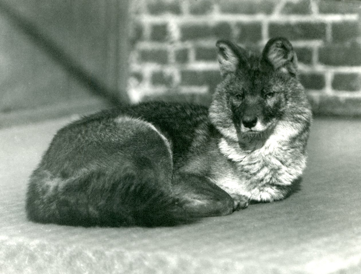 Ein gefährdeter Dhole oder Asiatischer Wildhund ruht im Londoner Zoo, 1923 (Schwarz-Weiß-Foto) von Frederick William Bond