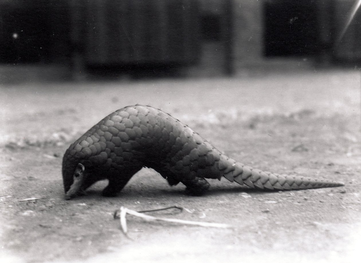 Chinesisches Schuppentier, Juli 1925 von Frederick William Bond