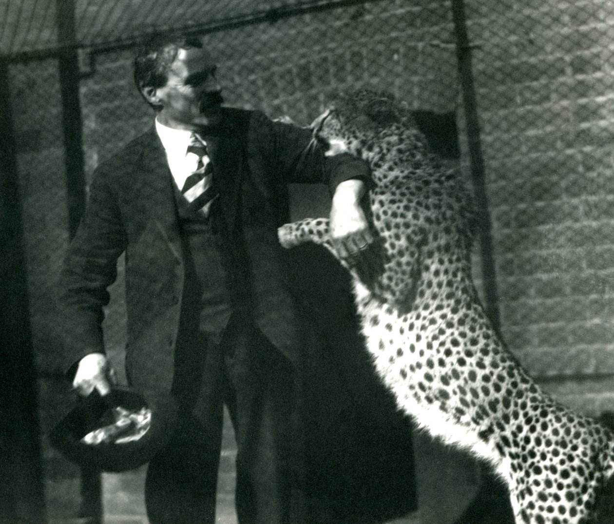 Pfleger Charles Dixon mit einem verspielten Geparden im London Zoo, Oktober 1922 von Frederick William Bond