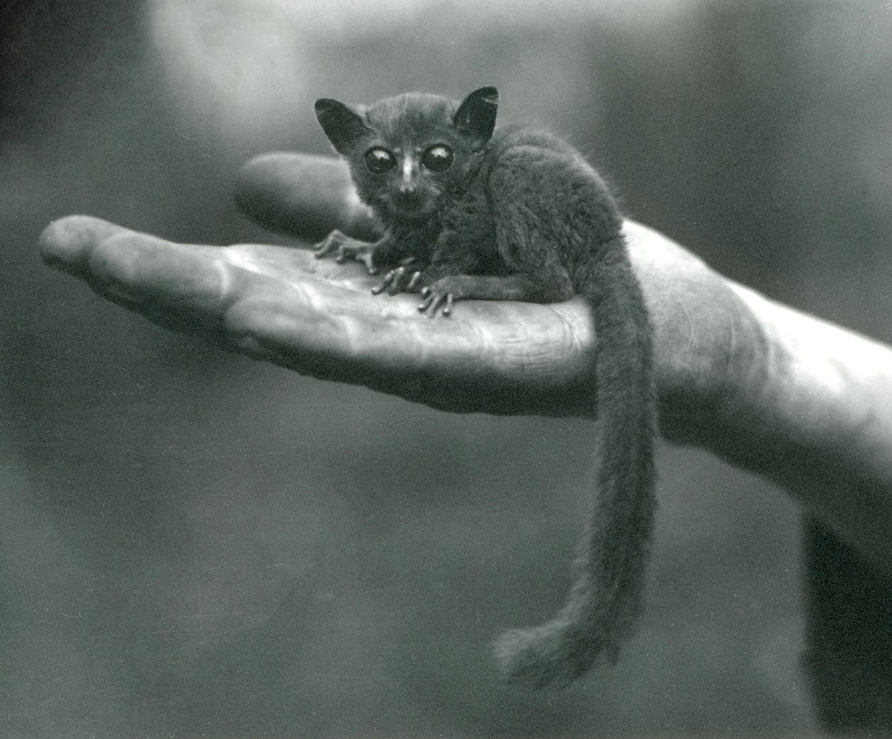 Prinz Demidoffs Galago oder Buschbaby ruht in der Hand des Pflegers im Londoner Zoo, April 1917 von Frederick William Bond