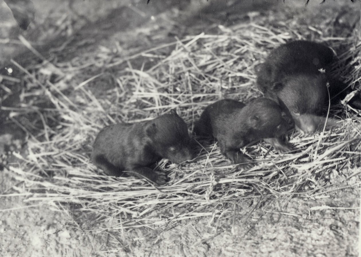 Drei Braun- und Schwarzbärenjunge im Alter von 5 oder 6 Wochen im Londoner Zoo, Februar 1920 von Frederick William Bond