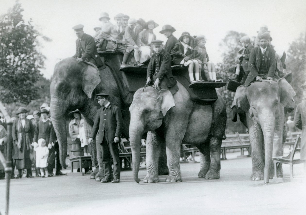 Drei indische Elefanten geben Besuchern Fahrten im Londoner Zoo, 1923 (Schwarz-Weiß-Foto) von Frederick William Bond