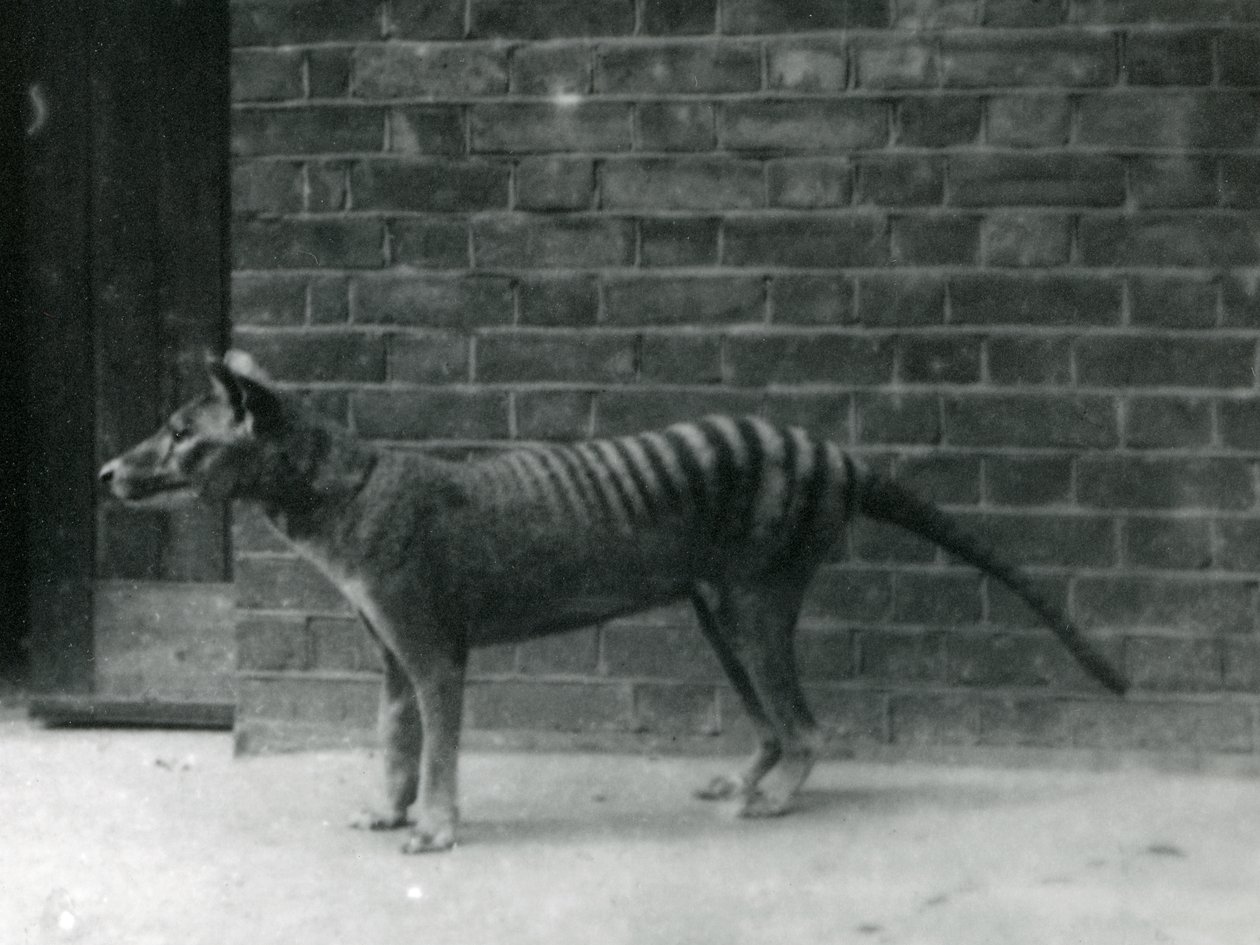 Tasmanischer Wolf im Londoner Zoo. Der Thylacine gilt seit 1933 als ausgestorben. Insgesamt stellte der Londoner Zoo zwischen 1850 und 1931 20 Thylacine aus. von Frederick William Bond